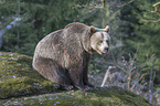 common bear