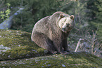 common bear