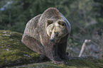 common bear