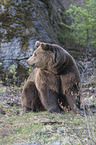 common bear