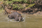 young common bear