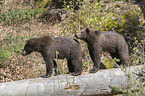 2 young common bears