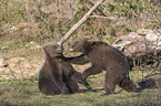 2 young common bears