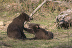 2 young common bears