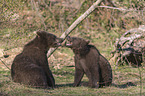 2 young common bears