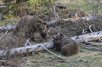 common bears