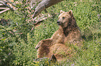 common bear