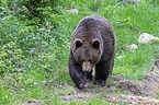 brown bear