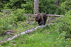 brown bear