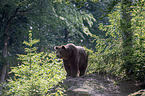 brown bear