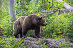 brown bear