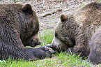 brown bears