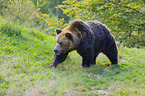 brown bear