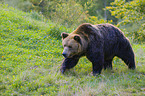 brown bear