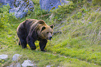 brown bear