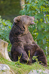 brown bear