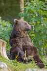 brown bear