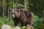 brown bear