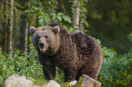 brown bear