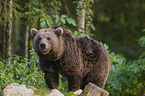 brown bear