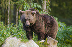 brown bear