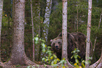 brown bear