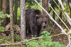 brown bear