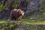 brown bear