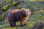 brown bear