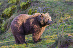 brown bear