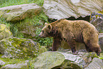 brown bear