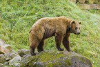 brown bear