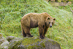 brown bear