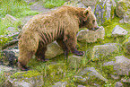 brown bear