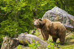 brown bear