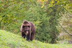 brown bear