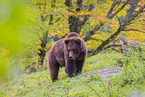 brown bear