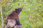 brown bear