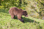 brown bear