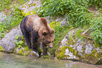 brown bear