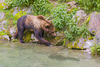 brown bear