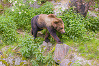 brown bear