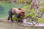 brown bear