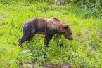 brown bear