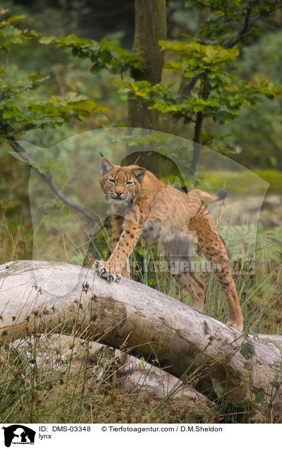 Europischer Luchs / lynx / DMS-03348