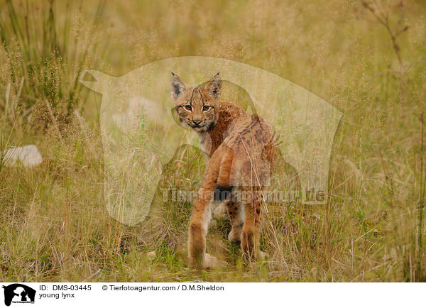 junger Europischer Luchs / young lynx / DMS-03445