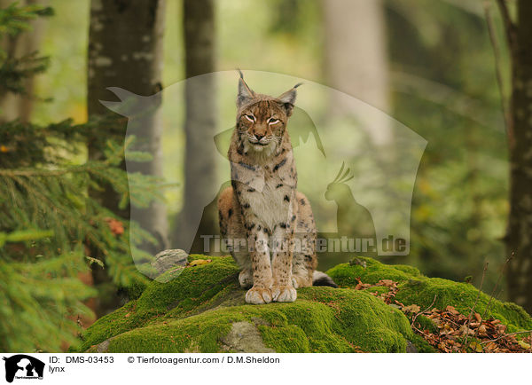 Europischer Luchs / lynx / DMS-03453