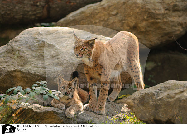 Europische Luchse / lynxes / DMS-03476