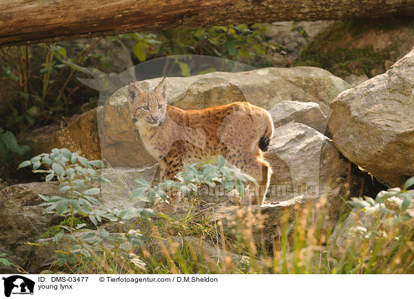 junger Europischer Luchs / young lynx / DMS-03477