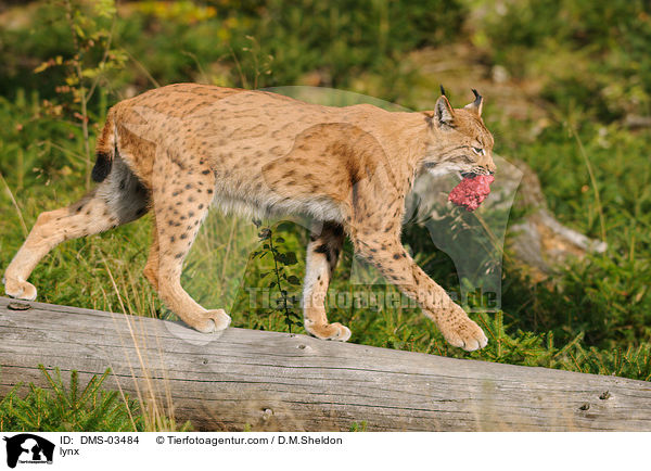 Europischer Luchs / lynx / DMS-03484